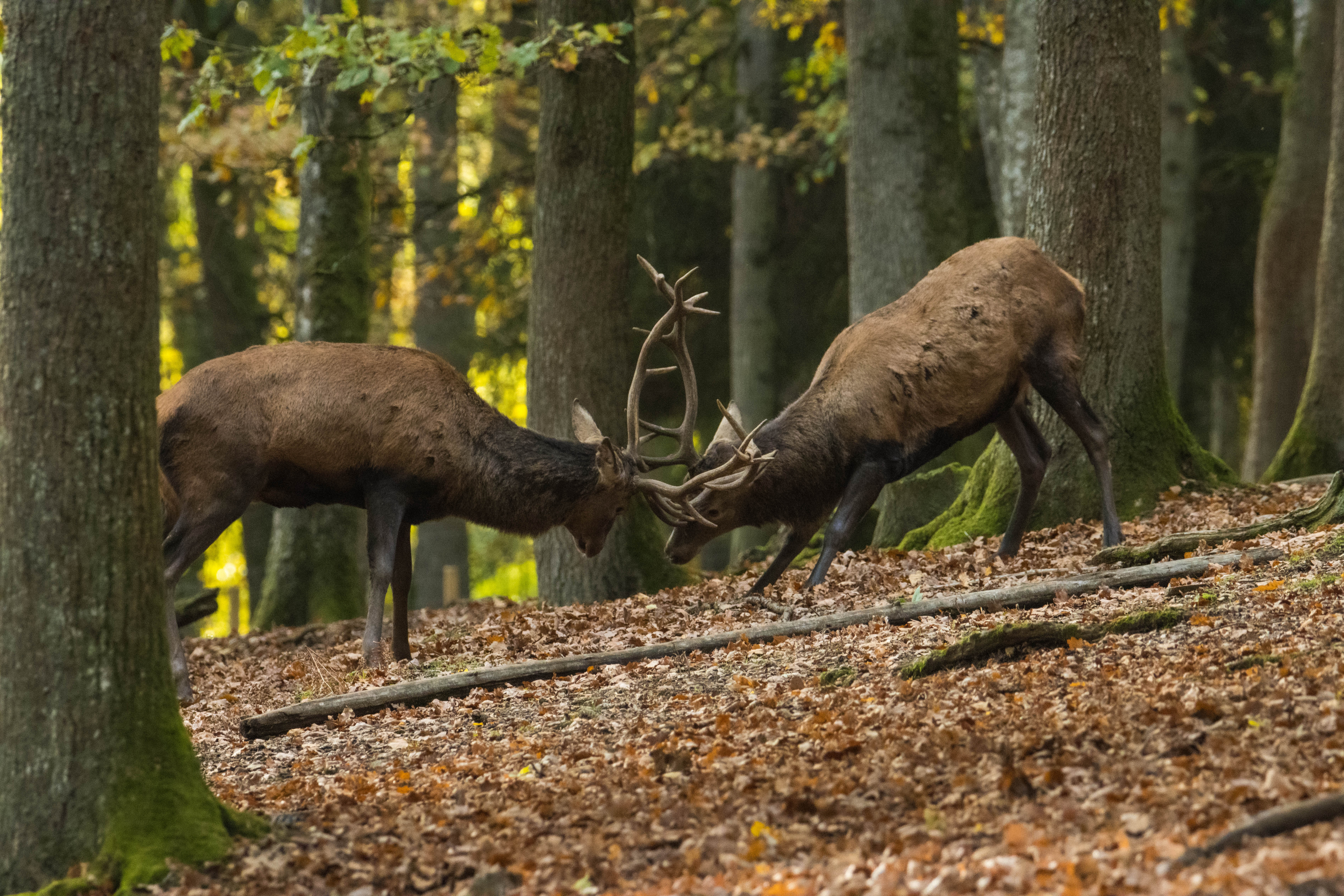 Cerf élaphe-_MG_3927.jpg